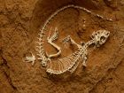 В дебрите на историята: какво е да си палеонтолог