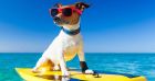 Как да се държим с кучето на плажа, за да е приятно за всички!