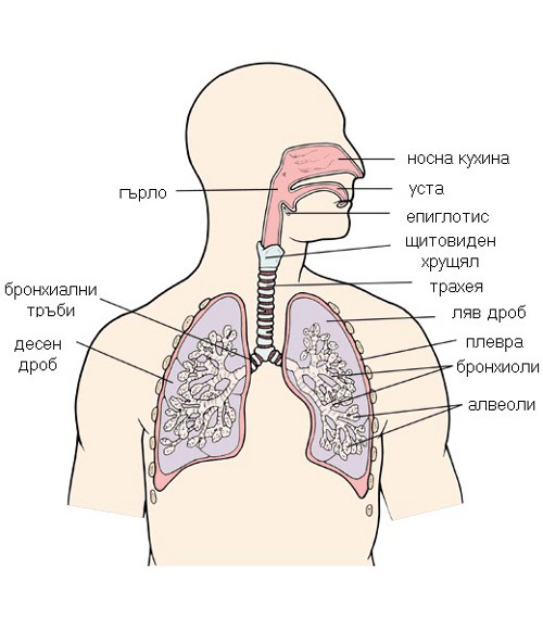 Тази интересна дихателна система