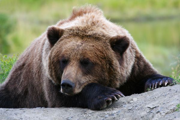 Какво ли би станало ако събудиш мечка от зимния ѝ сън?